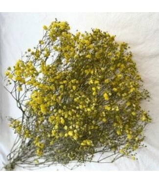 MyFlowers Yellow dried Gypsophila | Yellow Gypsophila dried flowers | Length ± 60 cm | Per bunch of 5 branches