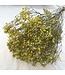 Yellow dried Gypsophila dry flowers | Length ± 60 cm | Order per bunch