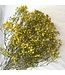 Yellow dried Gypsophila dry flowers | Length ± 60 cm | Order per bunch