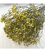 Yellow dried Gypsophila dry flowers | Length ± 60 cm | Order per bunch