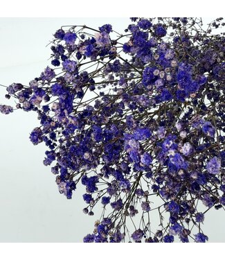 MyFlowers Purple dried Gypsophila | Purple Gypsophila dried flowers | Length ± 60 cm | Per bunch of 5 branches