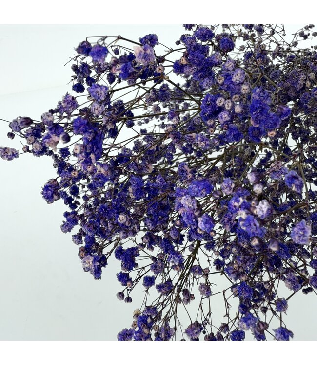 Purple dried Gypsophila | Purple Gypsophila dried flowers | Length ± 60 cm | Order per bunch