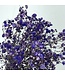Purple dried Gypsophila | Purple Gypsophila dried flowers | Length ± 60 cm | Order per bunch