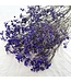 Purple dried Gypsophila | Purple Gypsophila dried flowers | Length ± 60 cm | Order per bunch