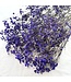 Purple dried Gypsophila | Purple Gypsophila dried flowers | Length ± 60 cm | Order per bunch