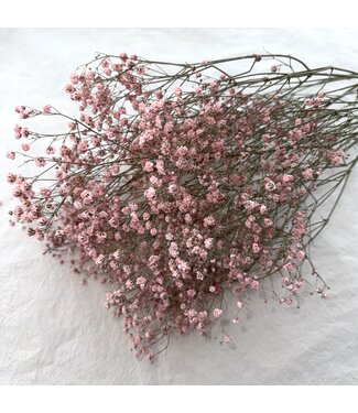 MyFlowers Pink dried Gypsophila | Pink Gypsophila dried flowers | Length ± 60 cm | Per bunch of 5 branches