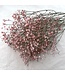 Pink dried Gypsophila flowers | Pink Gypsophila dried flowers | Length ± 60 cm | Order per bunch