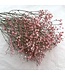 Pink dried Gypsophila flowers | Pink Gypsophila dried flowers | Length ± 60 cm | Order per bunch