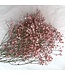 Pink dried Gypsophila flowers | Pink Gypsophila dried flowers | Length ± 60 cm | Order per bunch
