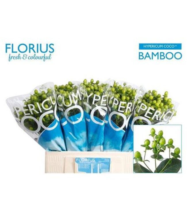 Hyp Coco Bamboo Green ( x 10 )