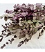 Naturally Red Eucalyptus Cinerea dried flowers | Length ± 70 centimetres | ± 150 grams | Available per bunch