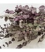Naturally Red Eucalyptus Cinerea dried flowers | Length ± 70 centimetres | ± 150 grams | Available per bunch