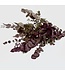 Naturally Red Eucalyptus Cinerea dried flowers | Length ± 70 centimetres | ± 150 grams | Available per bunch