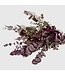 Naturally Red Eucalyptus Cinerea dried flowers | Length ± 70 centimetres | ± 150 grams | Available per bunch