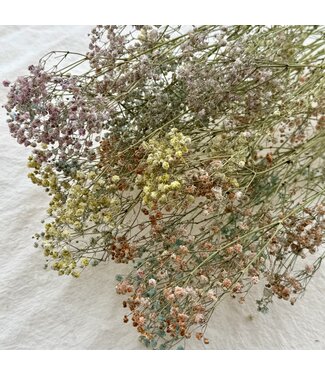 Dutch Dried Gypsophila Mix droogbloemen | Pasteltinten | Lengte ± 65 centimeter | Per 5 takken