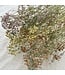 Gypsophila Mix droogbloemen | Pasteltinten | Lengte ± 65 centimeter | Per 5 takken te bestellen
