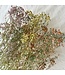 Gypsophila Mix droogbloemen | Pasteltinten | Lengte ± 65 centimeter | Per 5 takken te bestellen