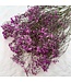 Dark Pink Gypsophila Baby's Breath Dried Flowers | Length ± 65 centimetres | Packed per 5 stems | Available per bunch