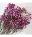 Dark Pink Gypsophila Baby's Breath Dried Flowers | Length ± 65 centimetres | Packed per 5 stems | Available per bunch