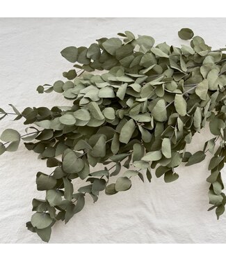Dutch Dried Naturally Green Eucalyptus Cinerea dried flowers | Length ± 70 centimetres | ± 150 grams | Per bunch