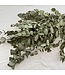 Naturally Green Eucalyptus Cinerea dried flowers | Length ± 70 centimetres | ± 150 grams | Available per bunch