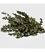 Naturally Green Eucalyptus Cinerea dried flowers | Length ± 70 centimetres | ± 150 grams | Available per bunch