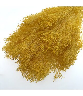 Casa Alegria Yellow Broom Bloom dried flowers | Length ± 50 centimetres | 7 - 9 stems per bunch | Per bunch