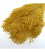 Yellow Broom Bloom dried flowers | Length ± 50 centimetres | 7 - 9 stems per bunch | Available per bunch