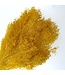 Yellow Broom Bloom dried flowers | Length ± 50 centimetres | 7 - 9 stems per bunch | Available per bunch