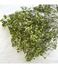 Apple Green Gypsophila Baby's Breath dried flowers | Length ± 65 centimetres | Packed per 5 stems | Available per bunch