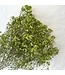 Apple Green Gypsophila Baby's Breath dried flowers | Length ± 65 centimetres | Packed per 5 stems | Available per bunch