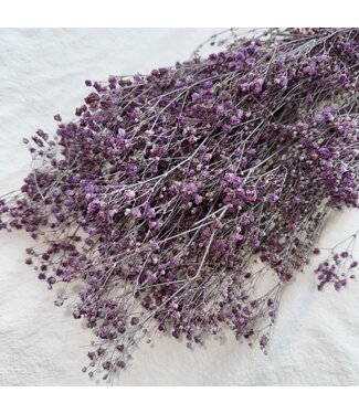 Dutch Dried Lila gepreseerveerd Gypsophila Gipskruid droogbloemen | Lengte ± 65 centimeter | ± 100 gram | Per bos