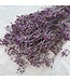 Lila gepreseerveerd Gypsophila Gipskruid droogbloemen | Lengte ± 65 centimeter | ± 100 gram | Per bos te bestellen