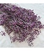 Lila gepreseerveerd Gypsophila Gipskruid droogbloemen | Lengte ± 65 centimeter | ± 100 gram | Per bos te bestellen