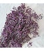 Lila gepreseerveerd Gypsophila Gipskruid droogbloemen | Lengte ± 65 centimeter | ± 100 gram | Per bos te bestellen