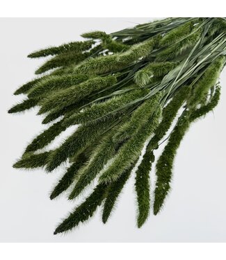LDD Dark green Setaria dried flowers | Weight ± 150 grams | Length ± 65 centimetres | Per bunch