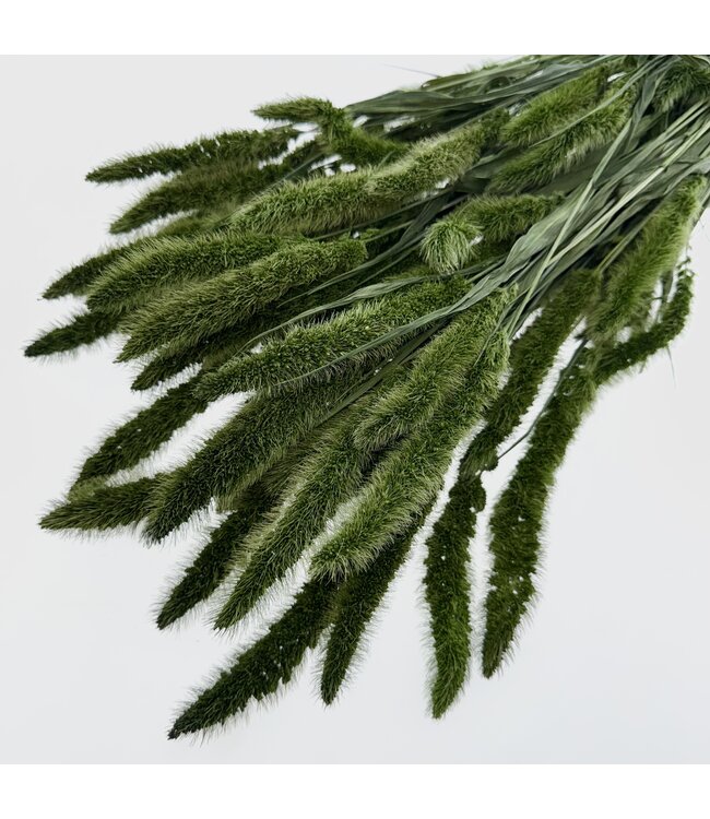 Dark green Setaria dried flowers | Weight ± 150 grams | Length ± 65 centimetres | Available per bunch