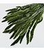 Dark green Setaria dried flowers | Weight ± 150 grams | Length ± 65 centimetres | Available per bunch