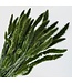 Dark green Setaria dried flowers | Weight ± 150 grams | Length ± 65 centimetres | Available per bunch