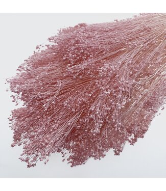 Casa Alegria Bleached Light Pink Broom Bloom dried flowers | Length ± 55 centimetres | ± 150 grams | Per bunch