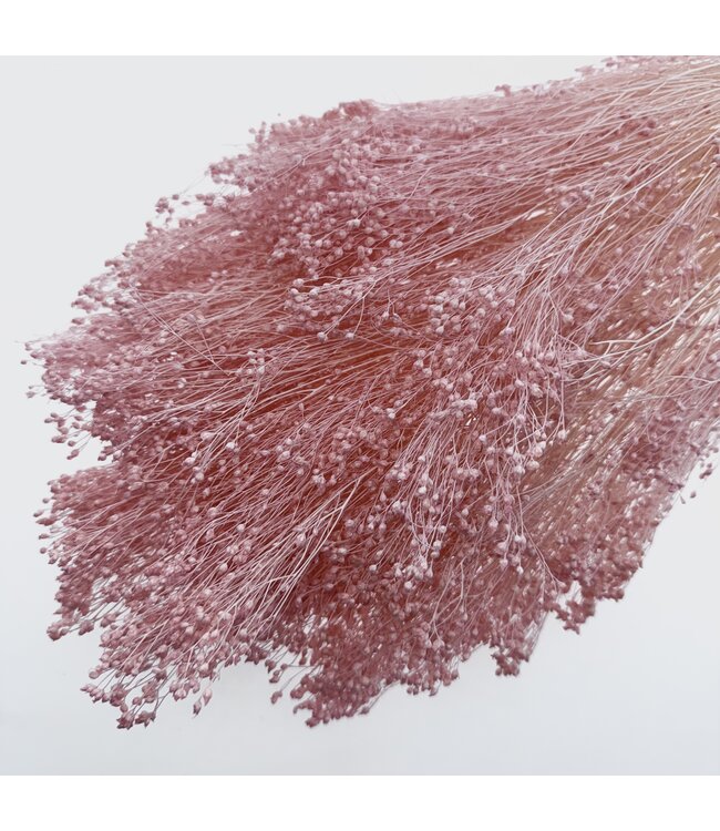 Bleached Light Pink Broom Bloom dried flowers | Length ± 55 centimetres | ± 150 grams | Available per bunch