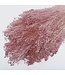 Bleached Light Pink Broom Bloom dried flowers | Length ± 55 centimetres | ± 150 grams | Available per bunch