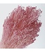 Bleached Light Pink Broom Bloom dried flowers | Length ± 55 centimetres | ± 150 grams | Available per bunch