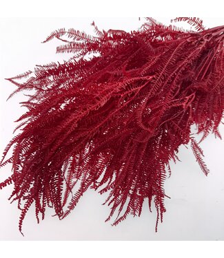 Casa Alegria Preserved Bleached Red Fern | Length ± 60 centimetres | ± 100 grams | Per bunch