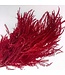 Preserved Bleached Red Whole Fern | Length ± 60 centimetres | ± 100 grams | Available per bunch