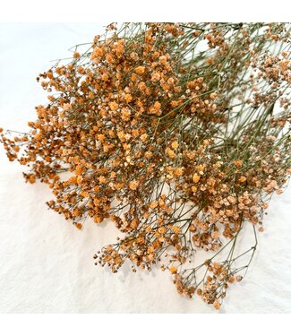 Dutch Dried Orange Gypsophila Baby's Breath dried flowers | Length ± 65 centimetres | Packaged per 5 stems | Per bunch