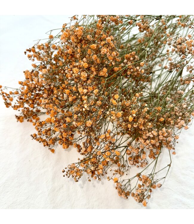 Orange Gypsophila Baby's Breath dried flowers | Length ± 65 centimetres | Packed per 5 stems | Available per bunch
