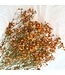 Orange Gypsophila Baby's Breath dried flowers | Length ± 65 centimetres | Packed per 5 stems | Available per bunch