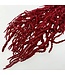 Red Amaranthus Caudatus dried flowers | Length ± 65 centimetres | ± 100 grams | Available per bunch