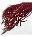 Red Amaranthus Caudatus dried flowers | Length ± 65 centimetres | ± 100 grams | Available per bunch